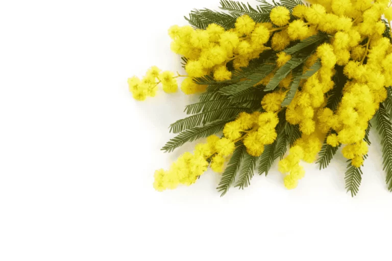 festa della donna bergamo