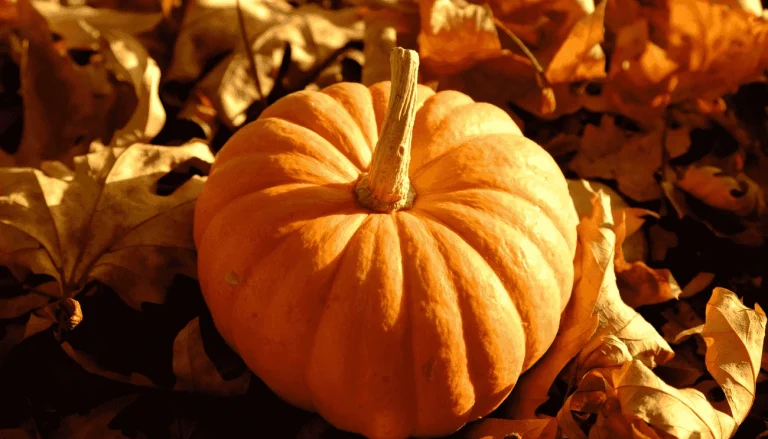 campi di zucche in lombardia 2025