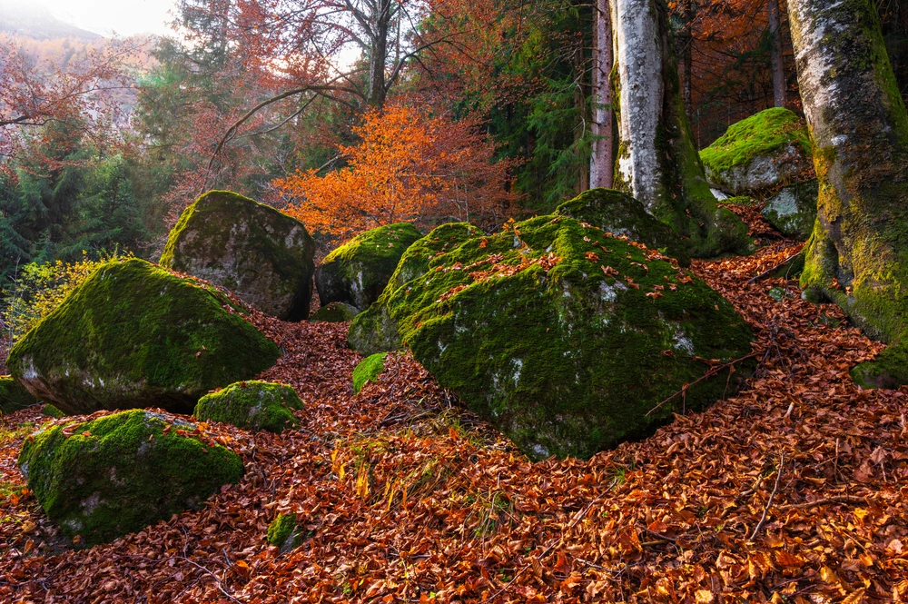 Foresta dei Bagni di Masino