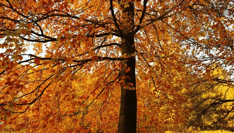 foliage in Lombardia