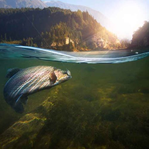 pescare in lombardia