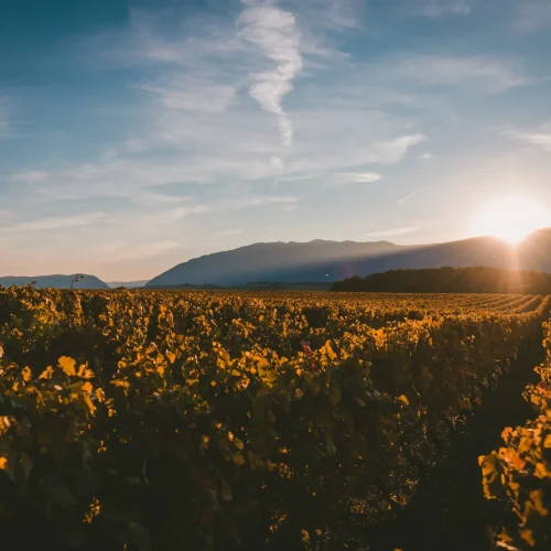 Franciacorta in Fiore a Bornato 2026: Cosa fare, orari e info